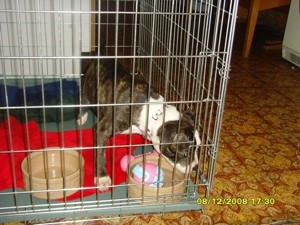 Puppy is Pooping in Cage